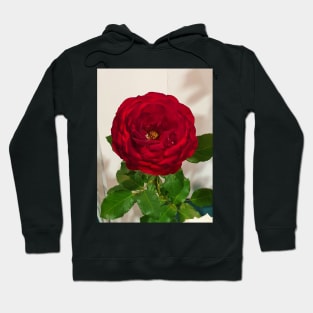 Red Rose Hoodie